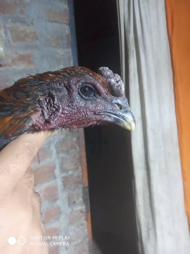 dragon  pair available 5