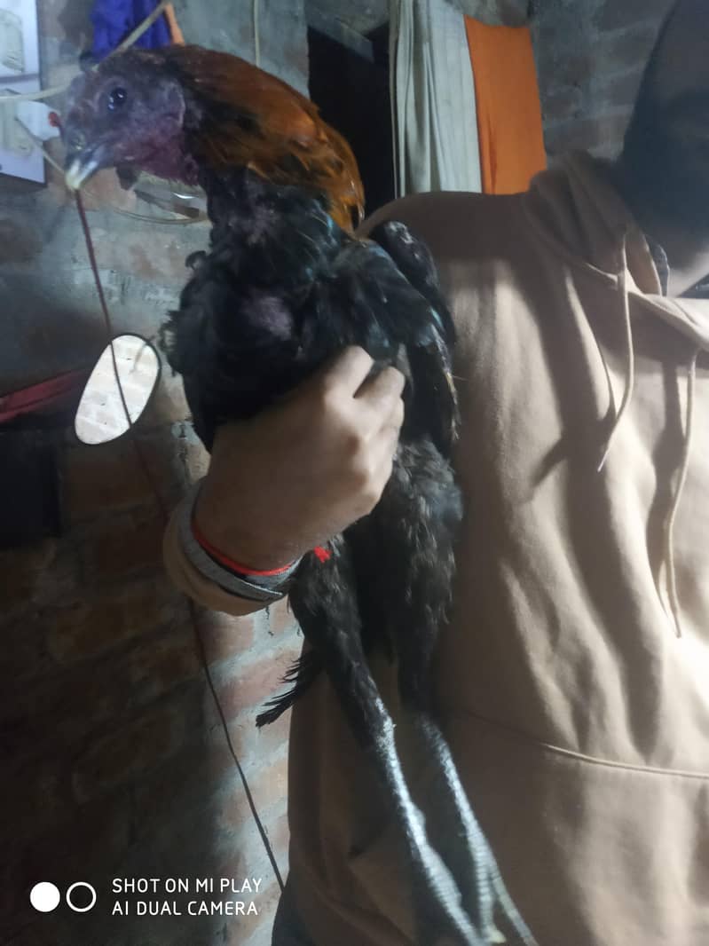 dragon  pair available 6