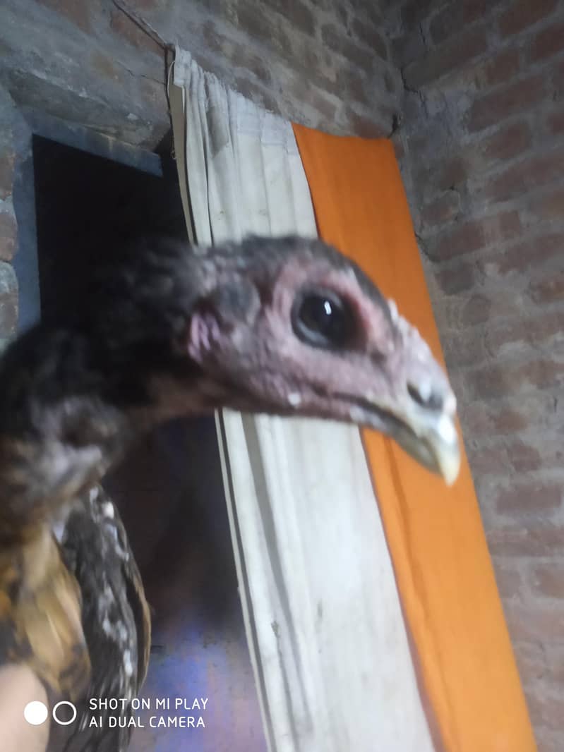 dragon  pair available 8