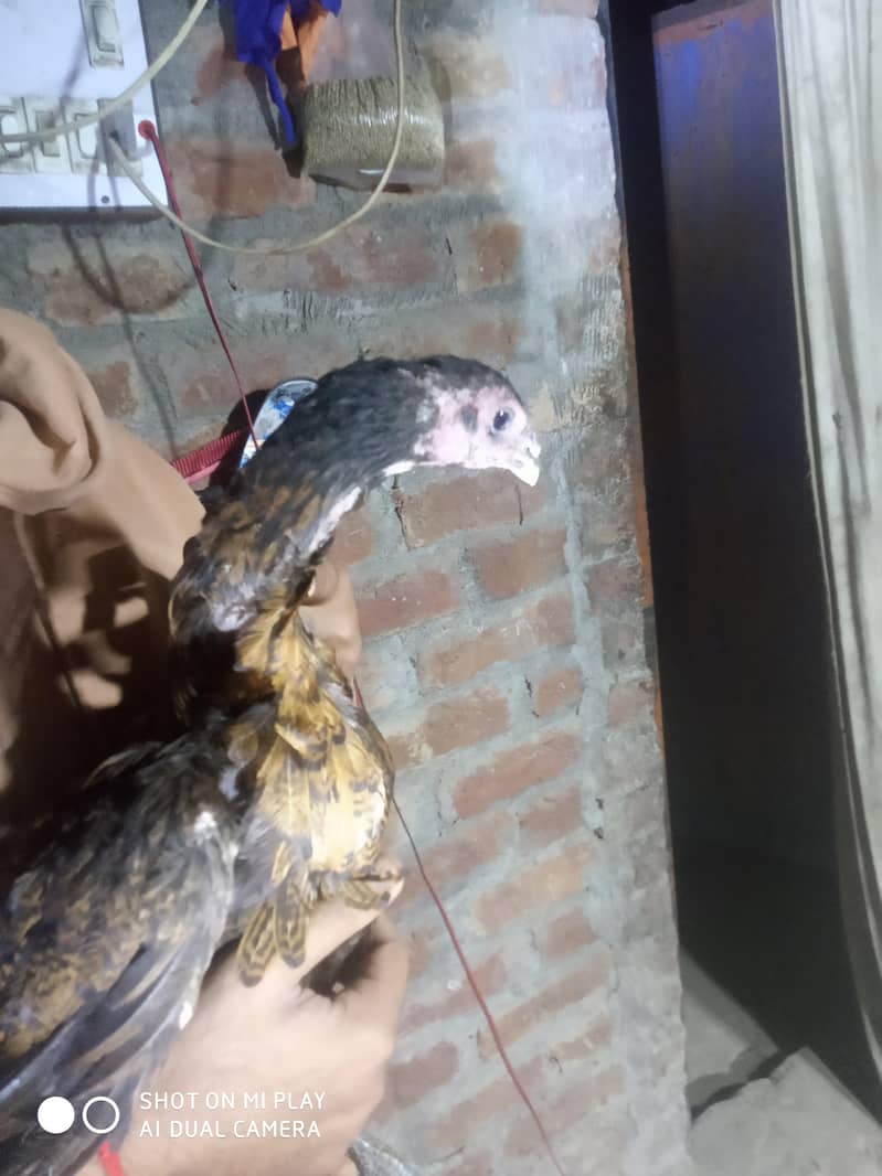 dragon  pair available 9