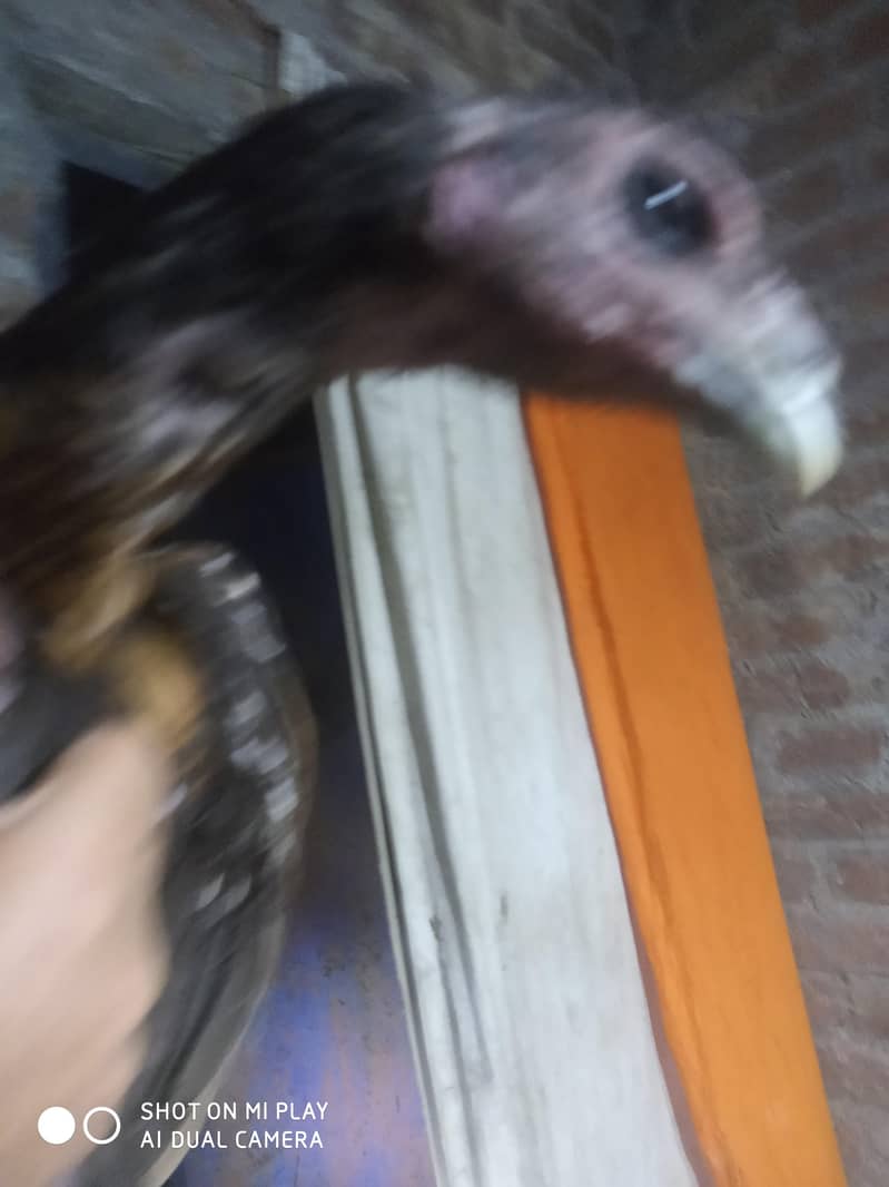 dragon  pair available 10