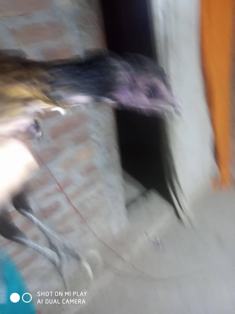 dragon  pair available 11