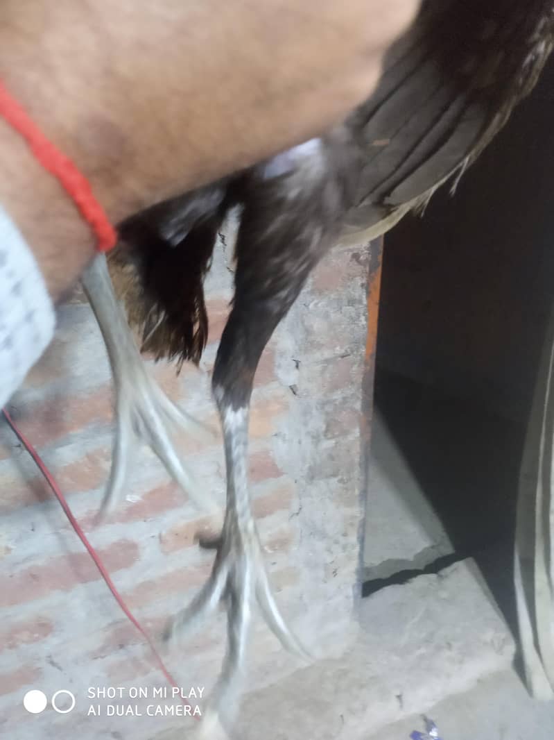 dragon  pair available 12