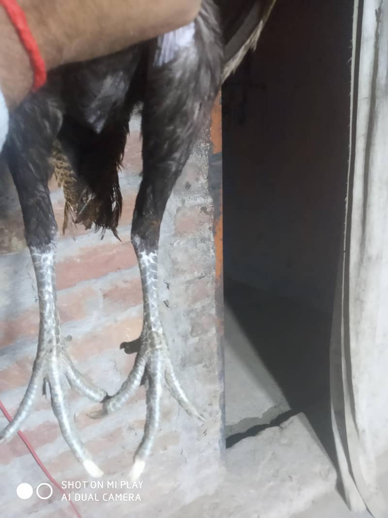 dragon  pair available 13