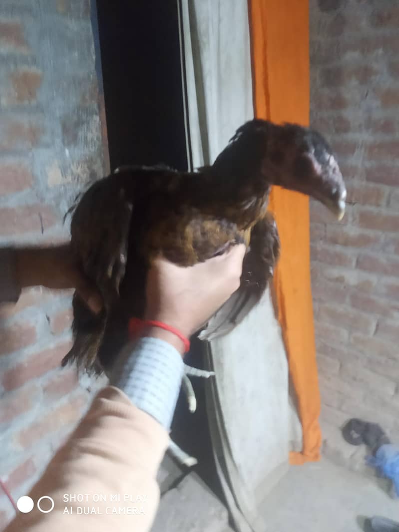 dragon  pair available 15