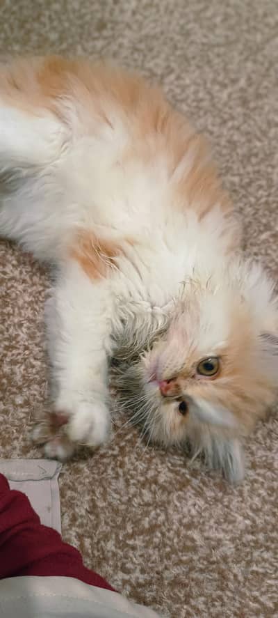 persion cat