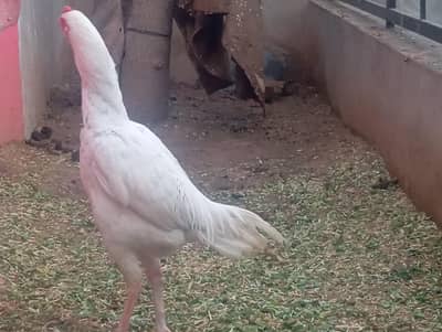 paper white high quality heera patha age  8 months