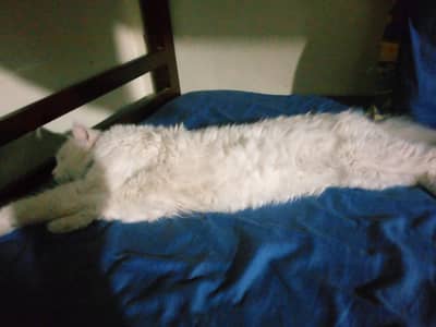 White Persian Male Cat Available for Mating (Odd Eyes)