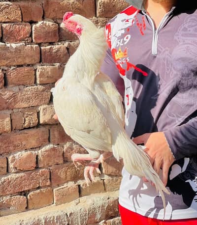 Aseel murga03041979402