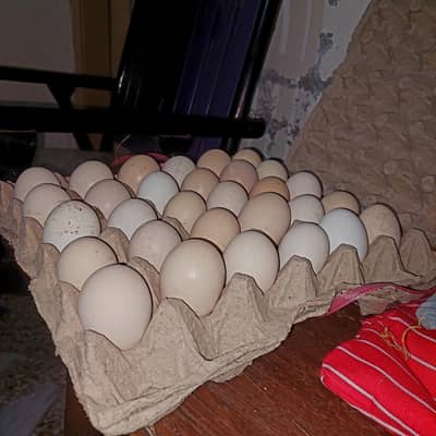 Desi Eggs