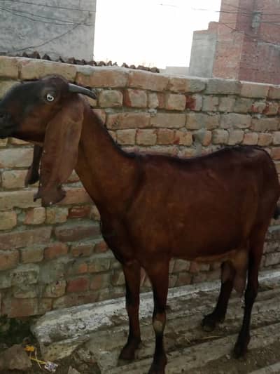 desi nagri Bakri