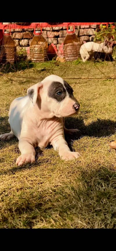 home breed for sale