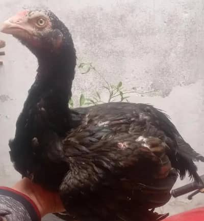 Aseel Sindhi pure blood line