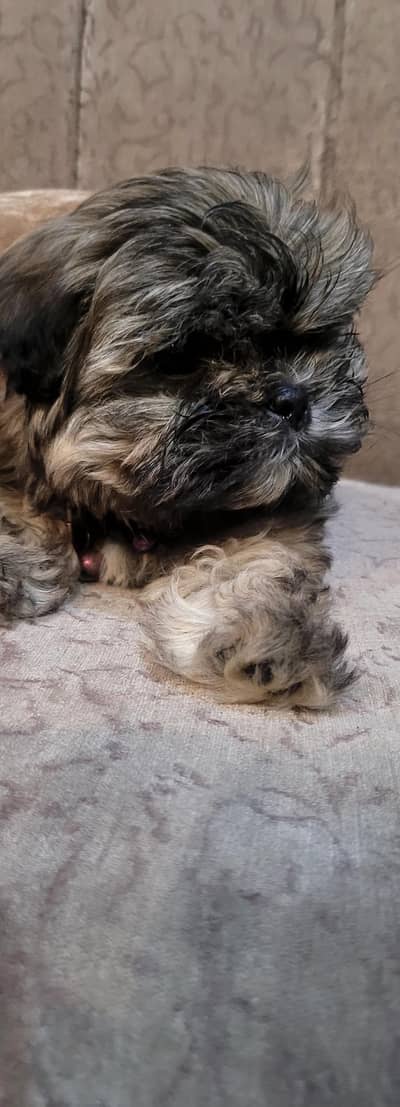 shih tzu male