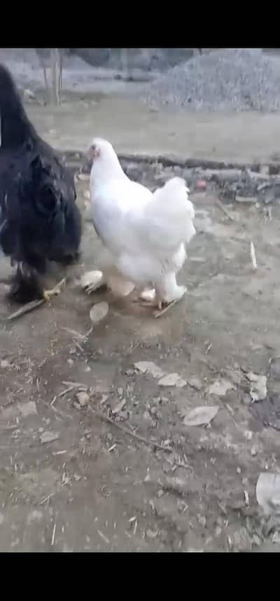 Havy Buff and Bantam pair Available