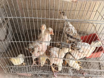 Aseel chick's available for sale