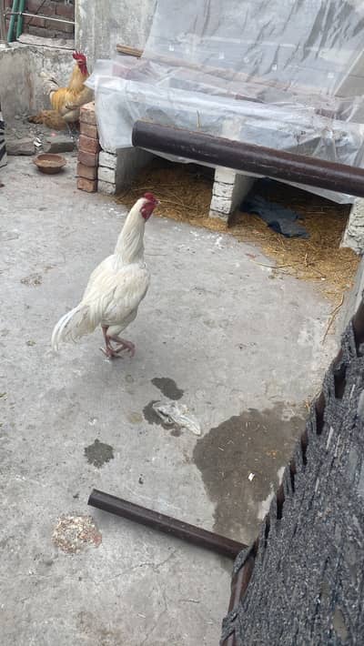 Waite Heera aseel Whatsp 03244371429