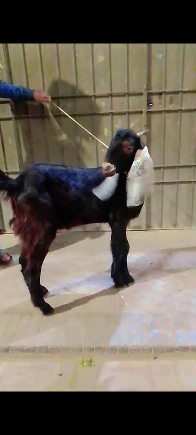 khassi bakra for sale