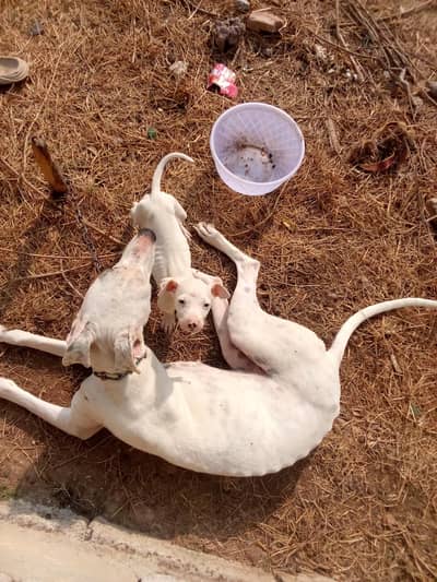 tazi gultair or sth ak bacha kohati gultair