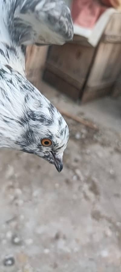 Pati waly ha sary nasli pigeons ha