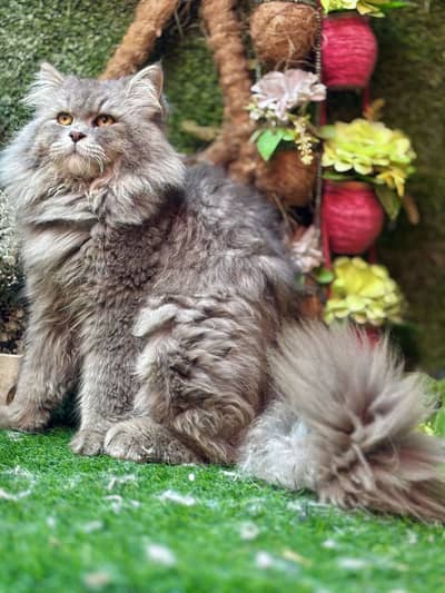beautifil persian Male cat