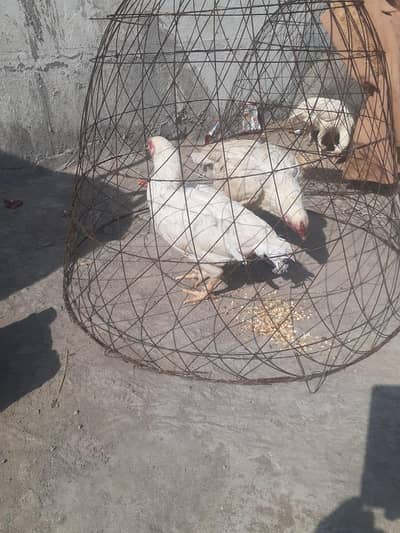 03185086271aseel heera 4 pieec