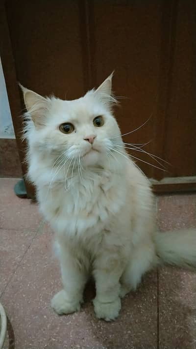 Triple coated male cat