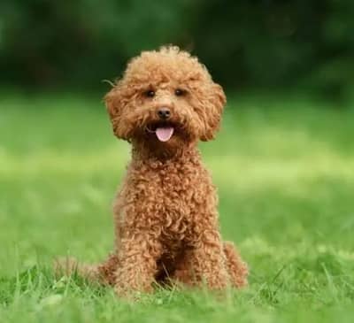 Imported poodle pups