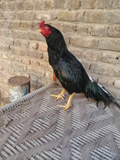 mushka pair for sale. . whtsap 03196945520