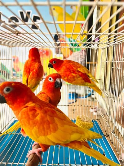 sun conore green chick pair