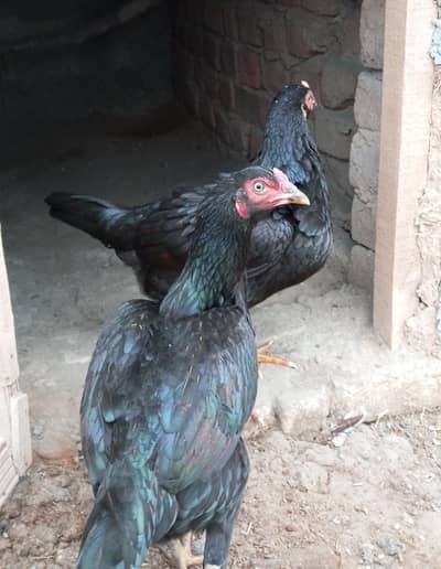 miawali aseel females