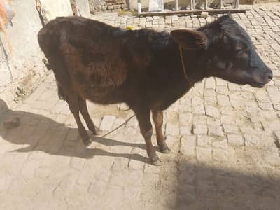 Cow for sale with female calf