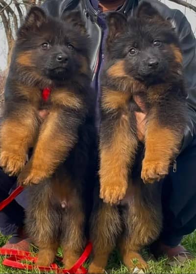 German shepherd puppies
