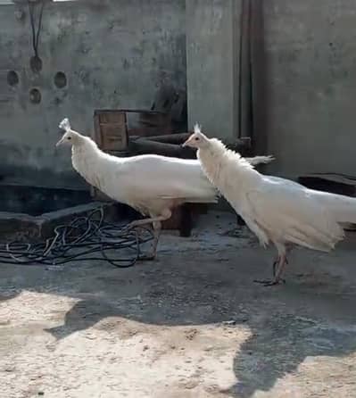 beautiful pair of pure white peacock 