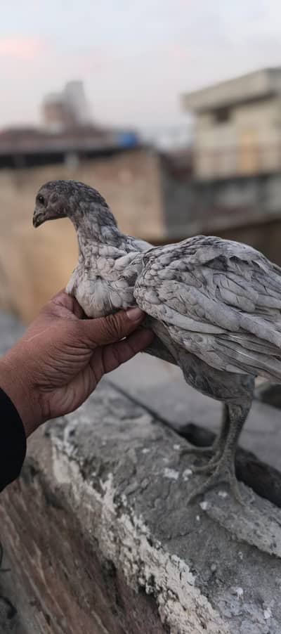 ice blue dragon and pakoi  hen