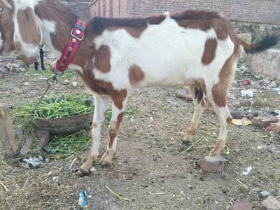 ایک بکرا اور ایک بکری اچھی نسل کے ھیں