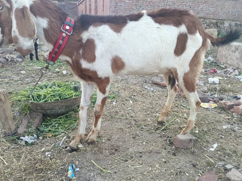 ایک بکرا اور ایک بکری اچھی نسل کے ھیں 0