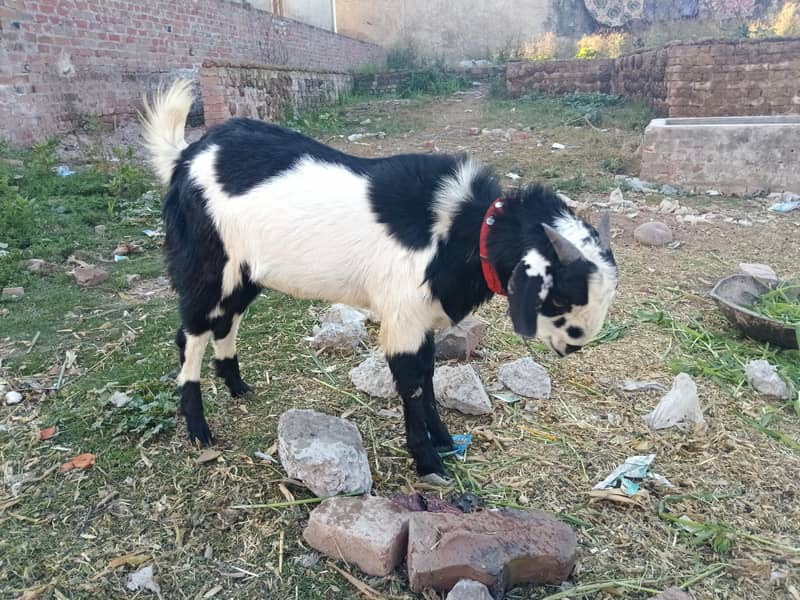 ایک بکرا اور ایک بکری اچھی نسل کے ھیں 1