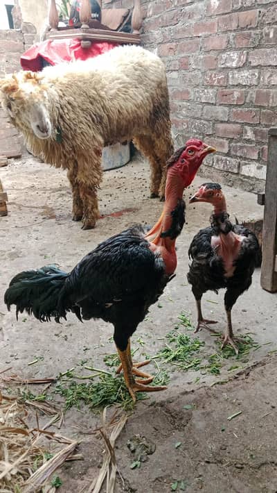 Thai pair ready to breed