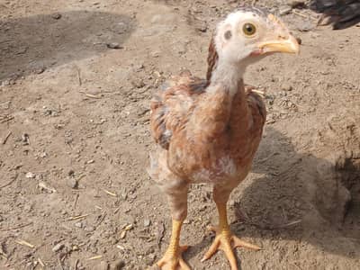 aseel chicks for sale