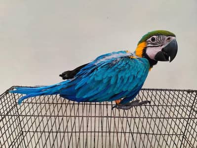 blue and gold macaw chick