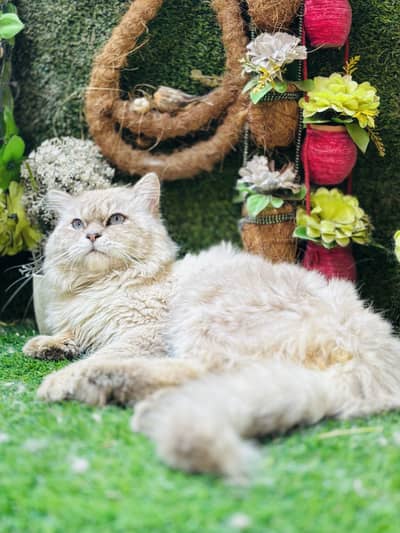 Beautiful persian males