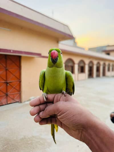 green parrot