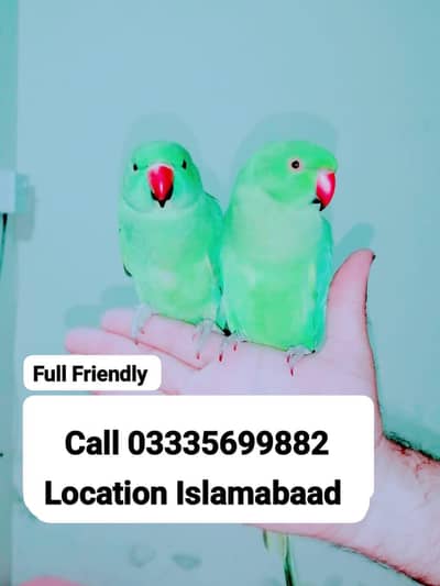 Single 6500 Hand Tamed Friendly Green Ring Neck Parrot's Male/Female