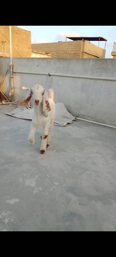 bakri kaBacha for sale