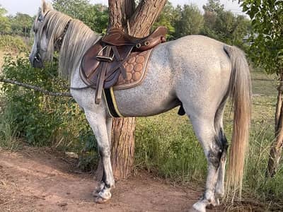 Arab Thoroughbred Horse | – Riding Horse | imported ghora