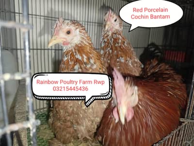 Bantam,Rosecomb,Red porcelain Cochin Bantam