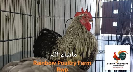 Bantam,Rosecomb,Red porcelain Cochin Bantam