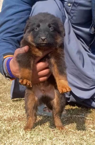 German Shepherd | black n tan Shepherd | gsd dog | puppy | puppies