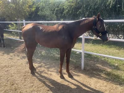 Pure Arabian Horse Ghora | Imported Stallion horse | breeder ghora